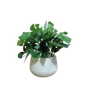 MINI MONSTERA PLANT WITH PEBBLES (TABLE SIZE) [FAKE]