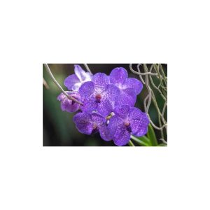ORCHID PLANT (PURPLE) [FAKE]
