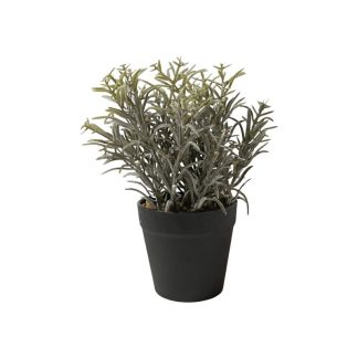 CALOCEPHALUS PLANT WITH BLACK POT - TABLE SIZE [FAKE]