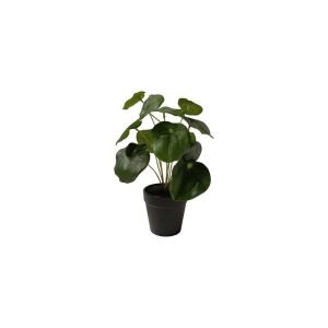 PILEA PEPEROMIOIDES PLANT WITH BLACK POT - TABLE SIZE [FAKE]