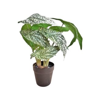 BEGONIA SNOW CAPPED - GREEN/ WHITE (SMALL) [FAKE]