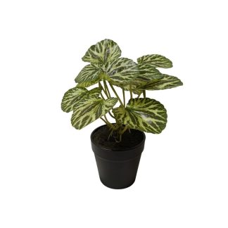 BEGONIA IMPRERIALIS PLANT WITH BLACK POT - TABLE SIZE [FAKE]