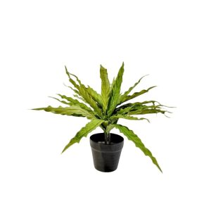 BIRD'S NEST FERN (ASPLENIUM ANTIQUUM) [FAKE]