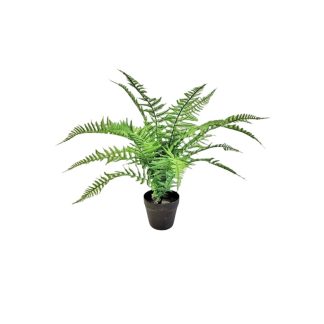 BOSTON FERNS WITH POT (SHORT LEAVES) [FAKE]