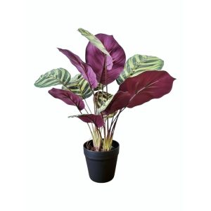 CALATHEA ROSEPICTA - GREEN/ PURPLE (SMALL) [FAKE]