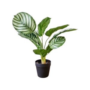 CALATHEA ORBIFOLIA - WHITE/ GREEN (SMALL) [FAKE]