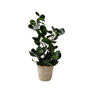 CLUSIA PLANT WITH MODERN POT - TABLE SIZE [FAKE]