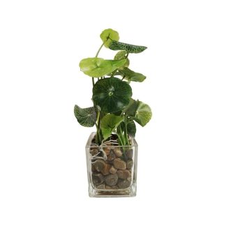 COPPER COIN PLANT - TABLE SIZE [FAKE]
