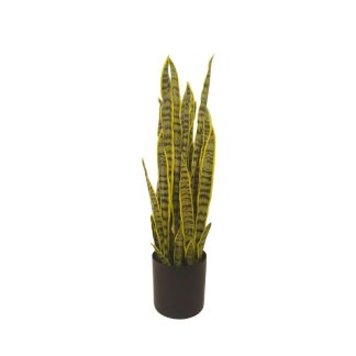 DRACAENA TRIFASCIATA PLANT 60CM [FAKE]