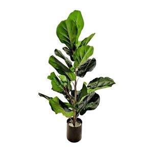 FICUS LYRATA PLANT 0.8M [FAKE]