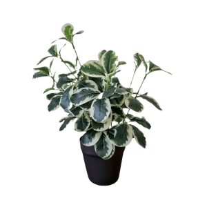 FICUS TRIANGULARIS - WHITE/ GREEN (SMALL) [FAKE]