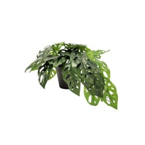 HANGING LEAVES (MONSTERA PLANT) [FAKE]