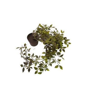 HANGING HOYA PLANT [FAKE]