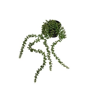 HANGING STRING-OF-PEARLS PLANT [FAKE]
