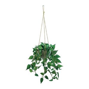 HANGING DISCHIDIA PLANT WITH ROPE [FAKE]