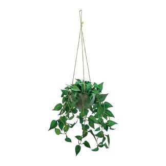 HANGING DISCHIDIA PLANT WITH ROPE [FAKE]