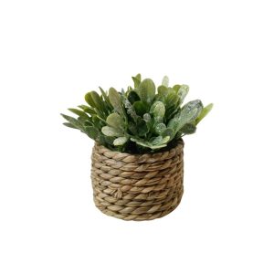 MICROPHYLLA PLANT WITH SCANDI POT (BUXUS) - TABLE SIZE [FAKE]