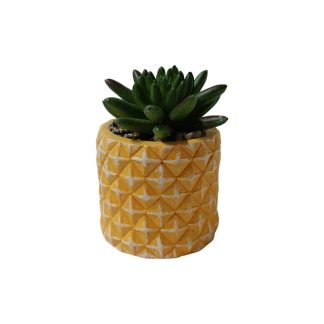 PACHYPHYTUM HOOKERI PLANT WITH YELLOW POT - TABLE SIZE [FAKE]