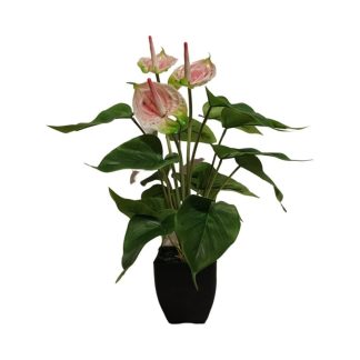 PAINTER`S-PALETTE PLANT WITH BLACK POT (PINK) - TABLE SIZE [FAKE]