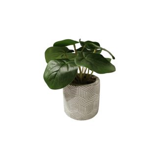 PEPERMONIA OBTUSIFOLIA PLANT WITH GREY POT - TABLE SIZE [FAKE]