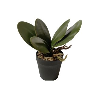 PHALAENOPSIS LEAF PLANT WITH BLACK POT (LARGE) - TABLE SIZE [FAKE]