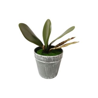 PHALAENOPSIS LEAF PLANT WITH GREY POT (SMALL) - TABLE SIZE [FAKE]