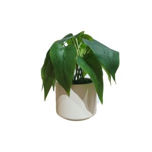 PHILODENDRON CORDATUM PLANT WITH WHITE POT - TABLE SIZE [FAKE]