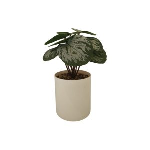 PIPER ORNATUM PLANT WITH WHITE POT - TABLE SIZE [FAKE]