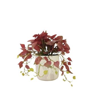RED DISCHIDIA PLANT WITH WHITE POT (TABLE SIZE) [FAKE]