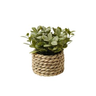 SEMPERVIRENS PLANT WITH SCANDI POT (BUXUS) - TABLE SIZE [FAKE]