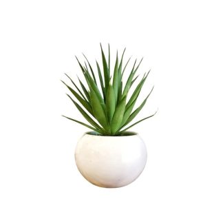SISAL PLANT (WHITE POT) - TABLE SIZE [FAKE]