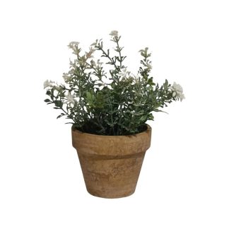 WESTRINGIA FRUTICOSA PLANT WITH POT - TABLE SIZE [FAKE]